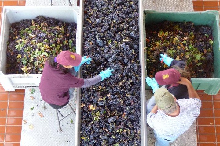 Pienza, Montalcino, Brunello Wine and Pecorino Cheese PRIVATE TOUR from FLORENCE