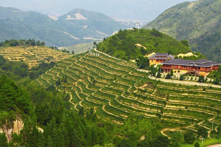 Private Day Tour: Anxi Tea Garden And Hongen Rock From Xiamen