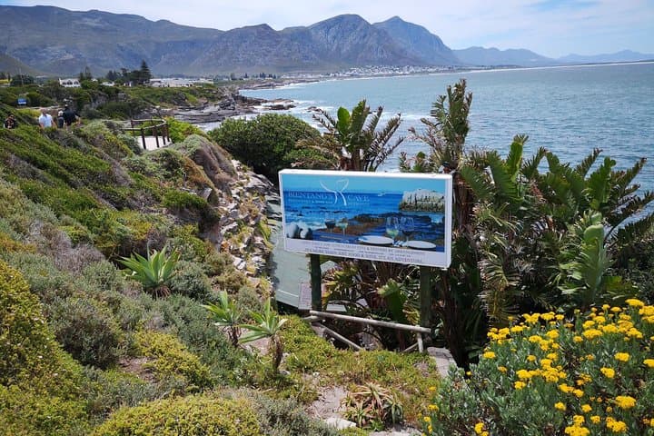 Private Seasonal Whale Watching Tour from Cape Town