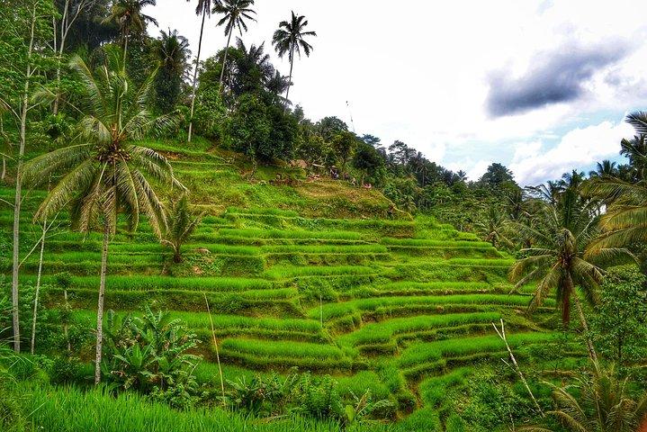 Private Tours : Natural Hot Spring, Batur Volcano and Waterfall