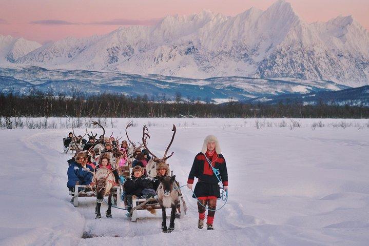 Reindeer Sledding & Feeding with Sámi Culture in Tromso
