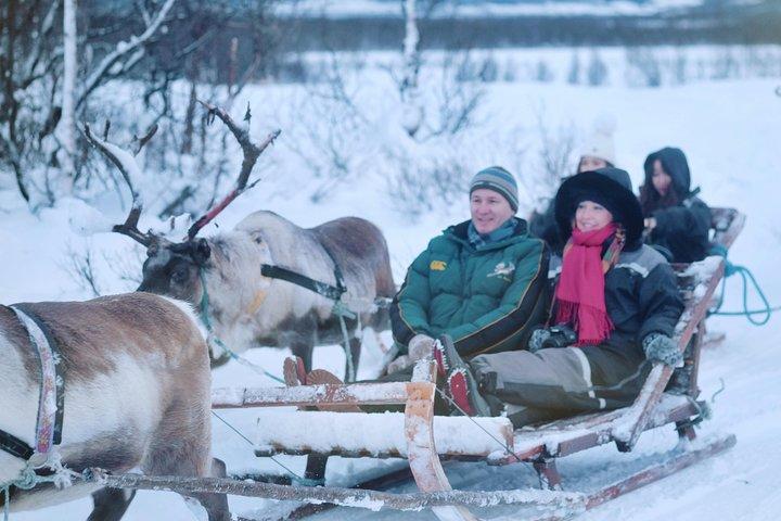 Reindeer Sledding & Feeding with Sámi Culture in Tromso