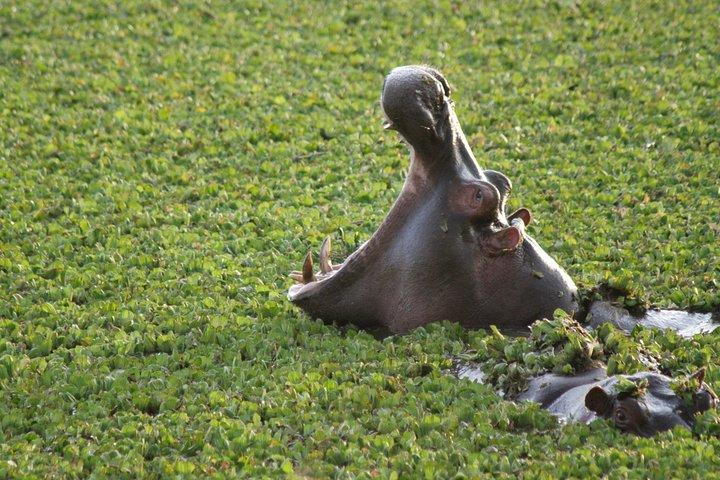 2 Nights Maasai Mara Safari