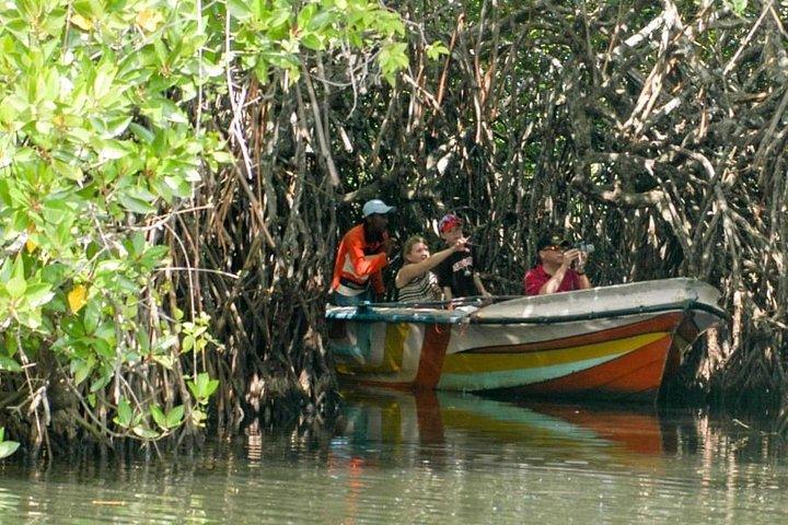Madu River Safari at Balapitiya