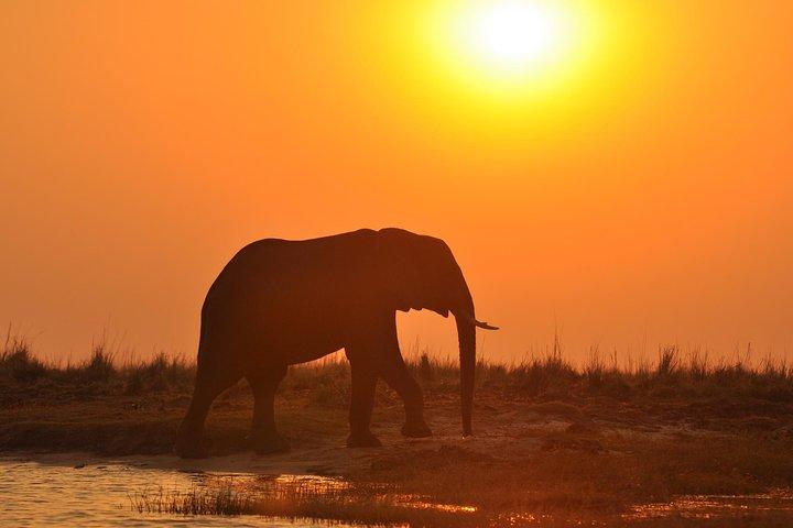 Chobe National Park Game Drive, Botswana