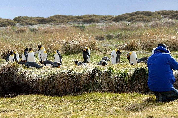 King Penguin & Tierra del Fuego Tour