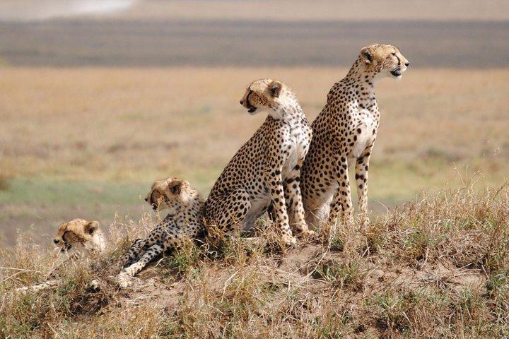 5 -Safari to Manyara, Serengeti & Ngorongoro