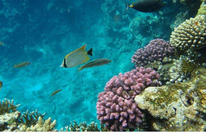 Boat Trip to Ras Mohamed & White island Red Sea & Snorkeling in Sharm elsheikh