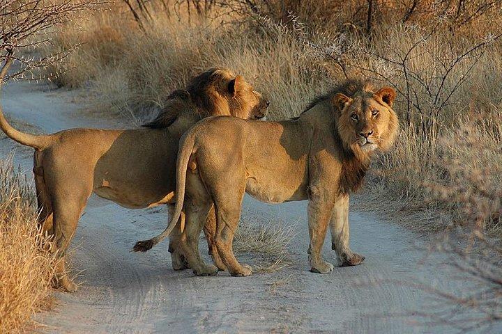 Moremi One Day Game Drive Safari