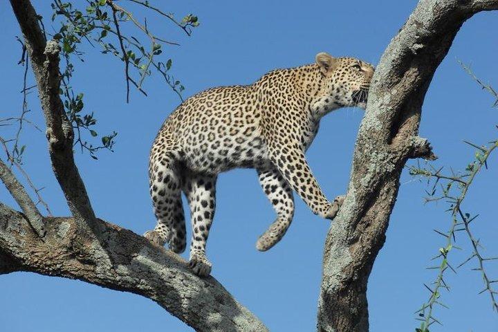 Lake Manyara Guided Day Tour from Arusha