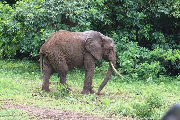 Lake Manyara Guided Day Tour from Arusha