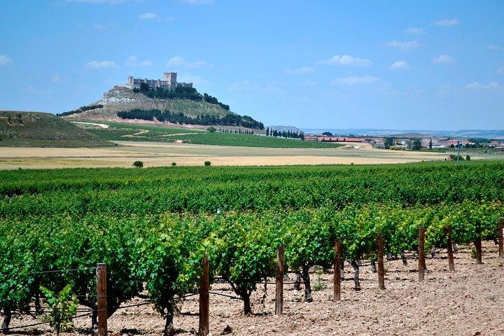 Ribera del Duero Small Group Tour: Tapas & Wine Tasting