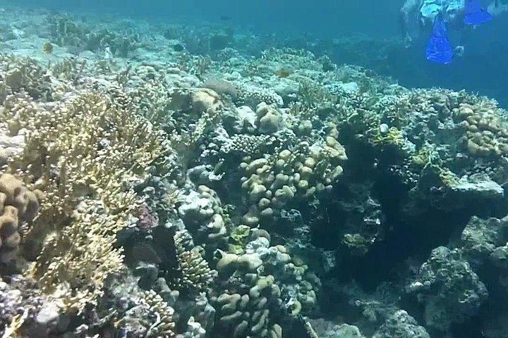 Private Day Tour of Ras Mohammed National Park with Snorkeling