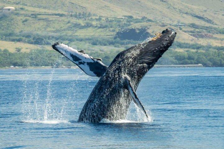 Maui: Original Sunset Cruise with Open Bar from Ka’anapali Beach