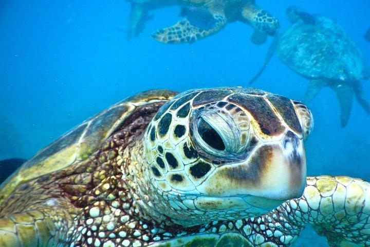 Maui: 2.5 Hour Xpress Snorkel from Ka’anapali Beach