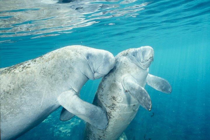 Manatee Snorkeling Adventure Tour with Lunch & Hotel Pickup