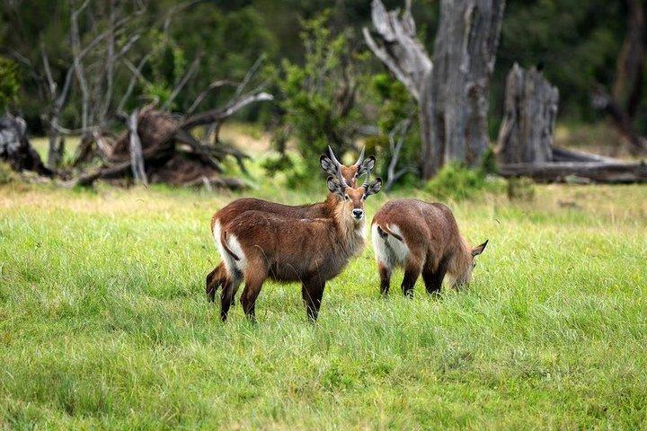 Ol Pejeta Conservancy Day Tour from Nairobi
