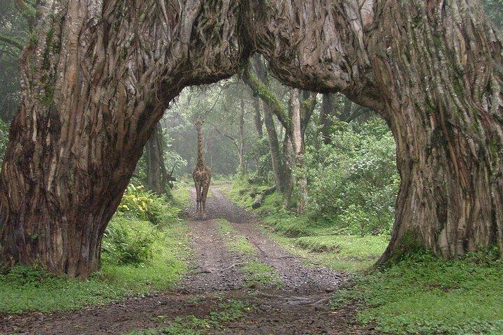 Arusha National Park Guided Day Tour from Arusha