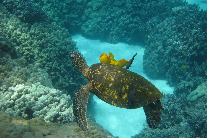 Deluxe Snorkeling Trip to Captain Cook Monument
