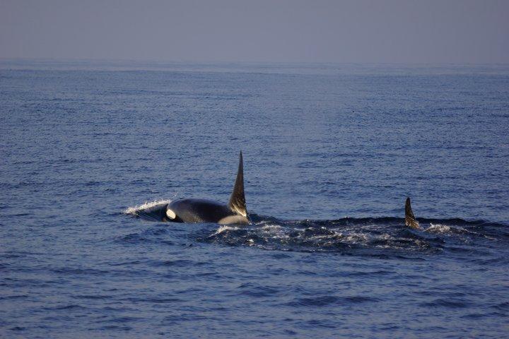 San Diego Whale Watching Cruise
