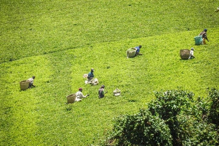 Day Tour To Kiambethu Tea Farm in Limuru