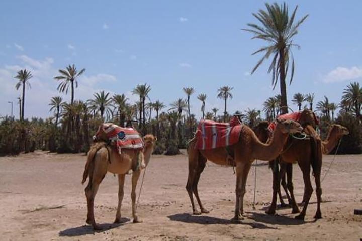 Marrakech Camel Ride Experience with Pick-up