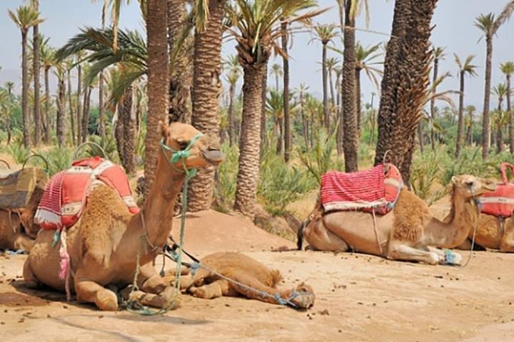 Marrakech Camel Ride Experience with Pick-up