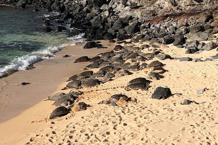 Road to Hana: Full-Day Scenic Drive with Blacksand & Waterfalls