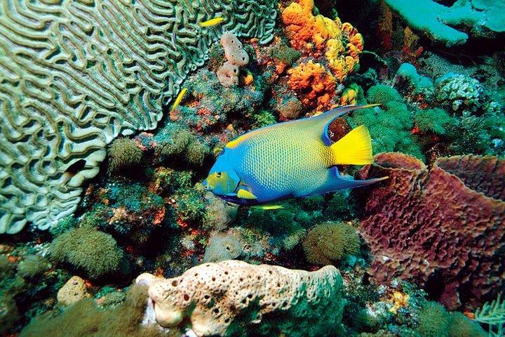 Tobago Buccoo Reef Glass Bottom Boat Cruise and Island Sightseeing Tour