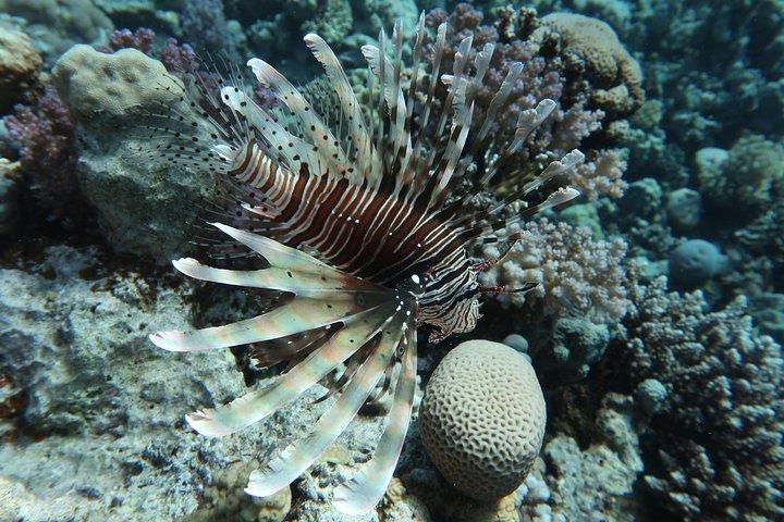 Snorkeling trip in Red Sea