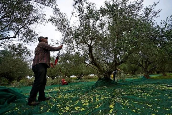 Katakolon Small Group Tour: Olympic site, Honey/Olive Oil Tasting