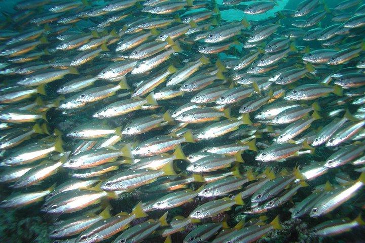 Full-Day Similans Scuba Diving from Phuket