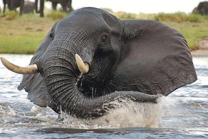 Chobe Extended Day Trip from Victoria Falls - Zimbabwe