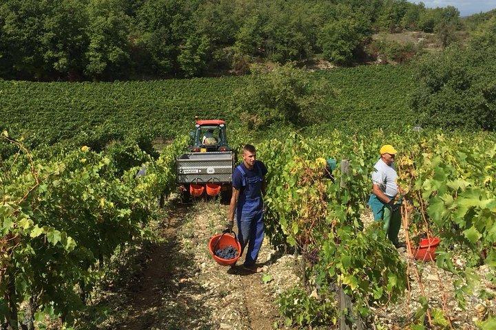 Small Group Chianti Wine Tasting with Seven Tuscan Wines