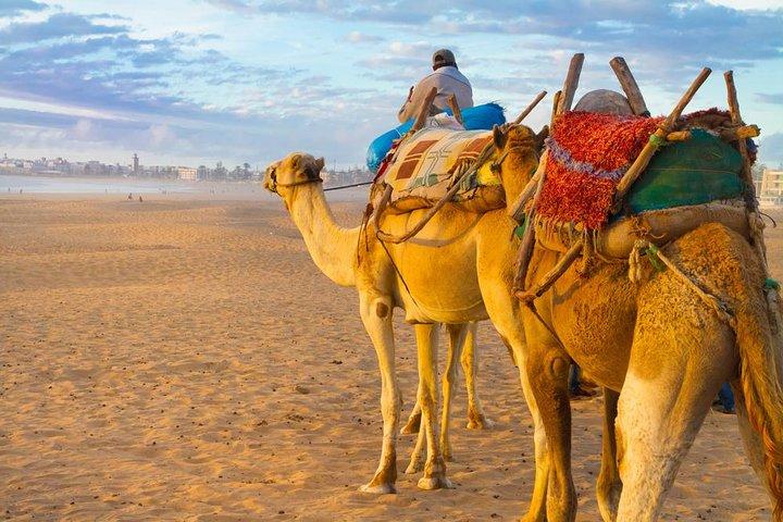 Discover Essaouira In One Day Trip from Agadir