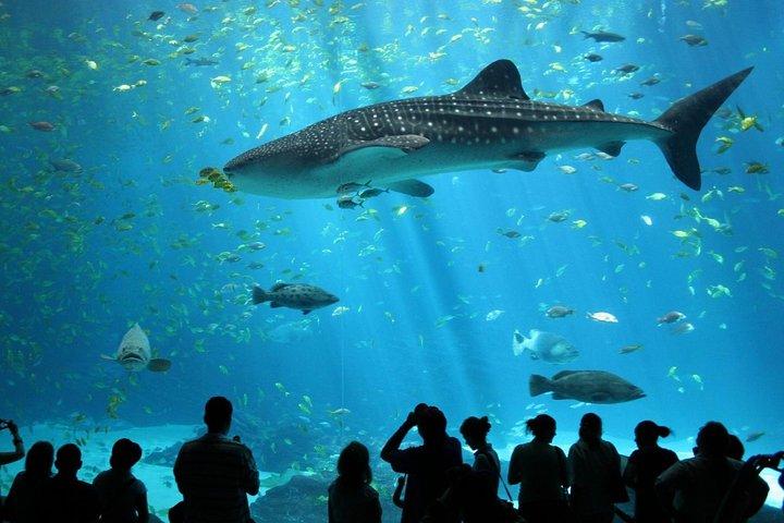 SEA LIFE Ocean World at Bangkok Admission Ticket