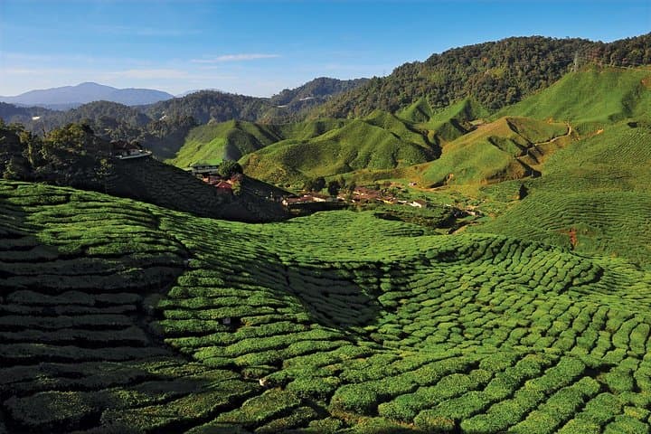 Private Nature Trip to Cameron Highlands from Kuala Lumpur