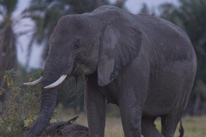 Best of Kenya Safari
