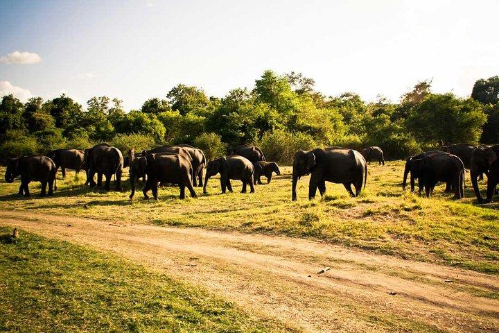 Private Jeep Safari To one of a Best National Park