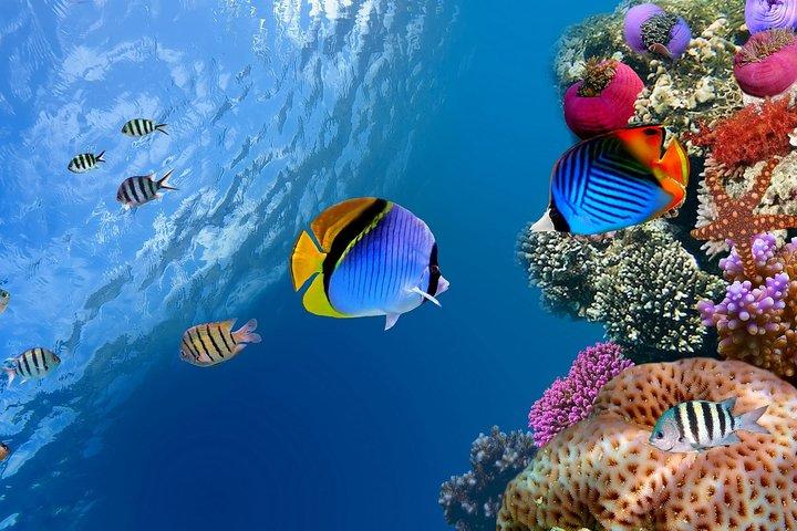 Discover Scuba diving with 2 dives on Koh Tao Or Koh Nangyuan