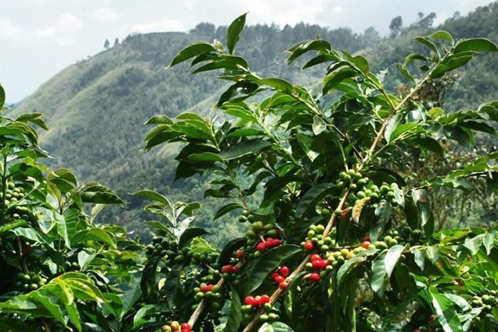 Nairobi day tour to the Coffee farm