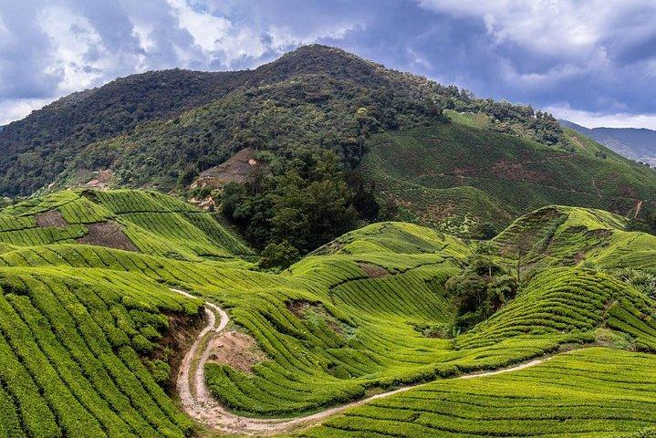 Cameron Highlands Tour on Private Basis
