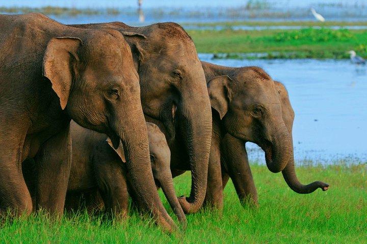 Private Day Trip to Sigiriya, cave and National park Safari Tour