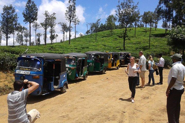 Tuk Tuk safari and Picnic in The Tea Plantation from Ella,Haputale & Bandarawela