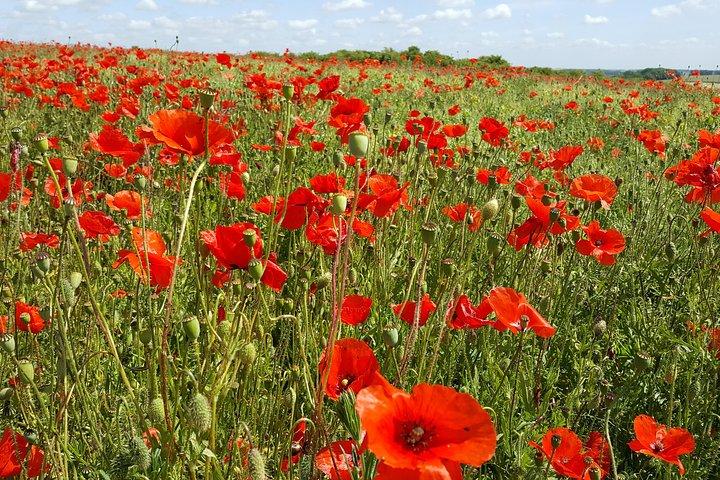 Vimy and Flanders Fields Canadian Battlefield Tour from Lille