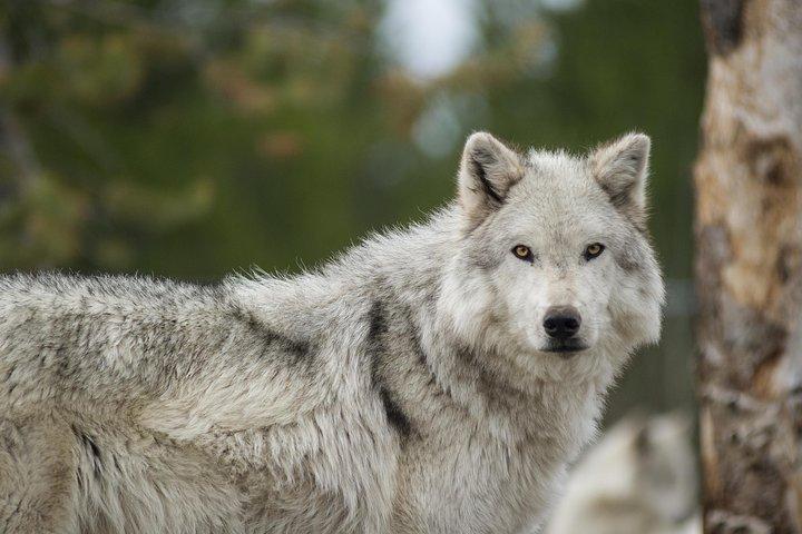 Alaska Wildlife Tour