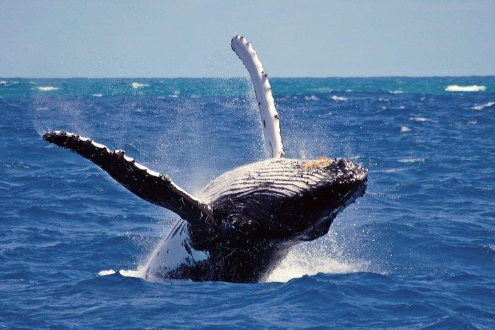 Whales and Dolphins Watching Mirissa