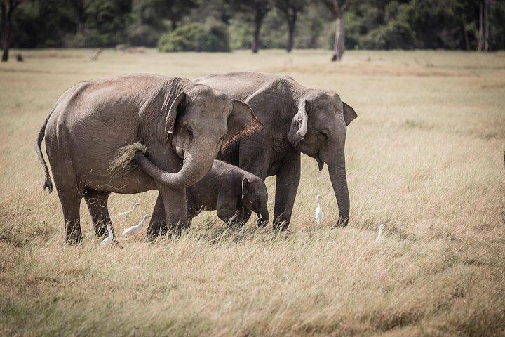 Kaudulla national park from Colombo inclusive of jeep safari
