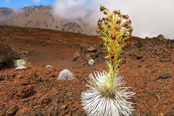 Haleakala Sunrise Best Guided Bike Tour with Bike Maui