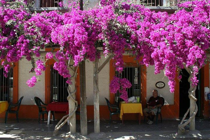 Private Tailor-Made Tour Todos Santos